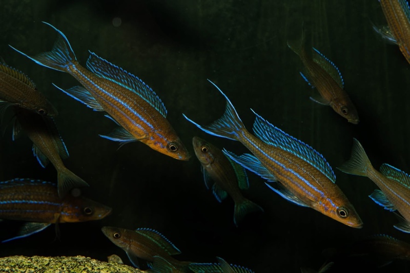 Paracyprichromis nigripinnis 'Kantalamba'